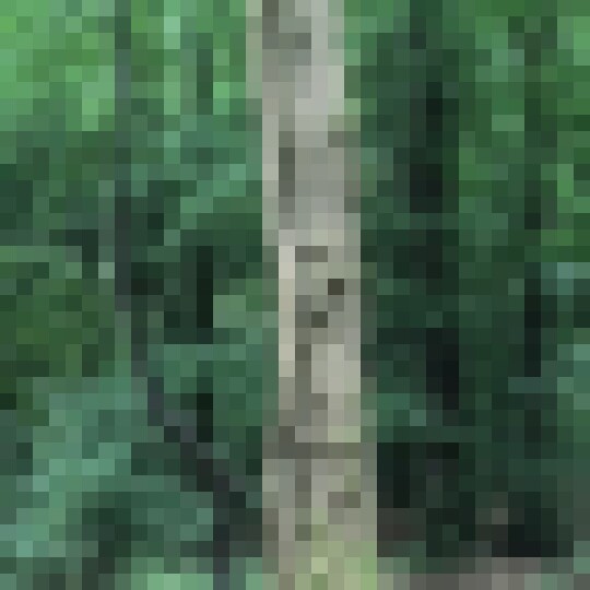 forest. tree pic