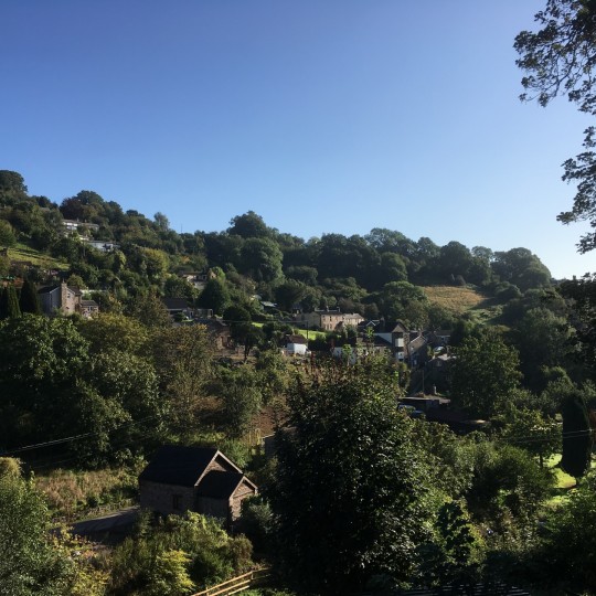 wills forest of dean